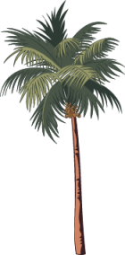 palmera